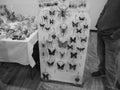 Blackwhite image - Beautiful collection of exotic moths, butterflies and other invertebrates. Additional exposition at Flora Expos