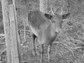 Blackwhite image - Close view on fallow deer fawn in enclosure of village Bila, Czech.