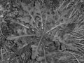 Blackwhite image - Detailed top view on dense thistle rosette growing on a meadow in grass