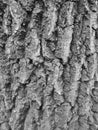 Greyscaled image - Close view on rough spruce bark with deep wrinkles.