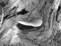 Blackwhite image - Giant inedible mushroom Tapinella atrotomentosa growing on an elder wood