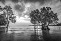 Blackwhite Photos landscape Wonderful Bintan Indonesia