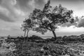 Blackwhite Photos landscape Wonderful Bintan Indonesia