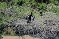 Blackwinged bird African Darter on the tree safari in Chobe National Park
