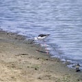 Blackwinged Stilt