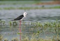 Blackwinged Stilt Standing in the Water of Wetland