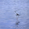 Blackwinged Stilt