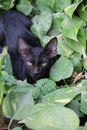 Blacky cat