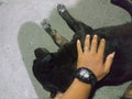 Blacky sleep in the street