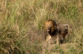 Blacky, the stately lion - Lower Zambesi NP Zambia