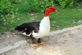 Blacr and white Muscovy duck portrait. Musky duck , Indoda , Bar Royalty Free Stock Photo