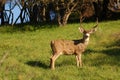 Blactail buck Royalty Free Stock Photo