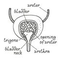 Bladder anatomy illustration, section