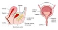 Bladder anatomy and relation to uterus