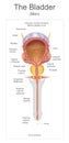 The bladder. Royalty Free Stock Photo
