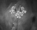 Bladder campion flower in the field, close-up, grayscale Royalty Free Stock Photo