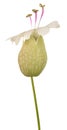 Bladder campion flower