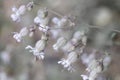 Bladder campion (Silene vulgaris) flowers