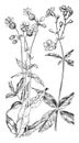 Bladder Campion and Starry Campion vintage illustration