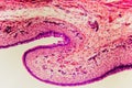 Bladder Cat- animal tissue microscope slides