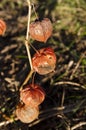 Bladder cherry Royalty Free Stock Photo