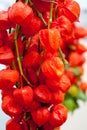 Bladder-Cherry, Chinese Lantern ,