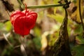 Bladder cherry or Chinese lantern fruit with the red husk.