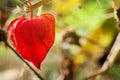 Bladder cherry or Chinese lantern fruit with the red husk.