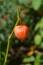 Bladder cherry Royalty Free Stock Photo