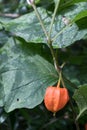 Bladder Cherry growing in Torre de` Roveri Italy