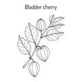 Bladder cherry Physalis alkekengi , medicinal plant