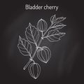 Bladder cherry Physalis alkekengi , medicinal plant Royalty Free Stock Photo