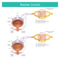 Bladder Control. The bladder muscles.