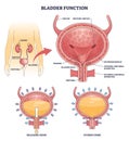 Bladder function shows urine storage and release, bladder, urethra, and ... Royalty Free Stock Photo