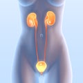 Bladder infection of a woman on light blue background, medically 3D illustration