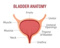 Bladder, internal human organ. Anatomy of the human organ. Medicine, healthcare and science. infographic Royalty Free Stock Photo