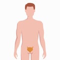 Bladder on man body silhouette vector medical illustration isolated on white background. Human inner organ placed in
