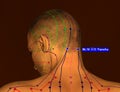 Acupuncture Point BL10 Tianzhu, 3D Illustration, Brown Background