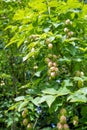 Bladder nut staphylea pinnata Royalty Free Stock Photo