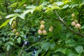Bladder nut staphylea pinnata Royalty Free Stock Photo