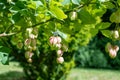 Bladder nut staphylea pinnata Royalty Free Stock Photo