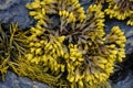 Bladder Rockweed Royalty Free Stock Photo