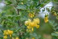 Bladder-senna Colutea arborescens with pea-like yellow-red flower