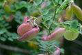 Bladder-senna Colutea arborescens puffy, bladder-shaped fruit