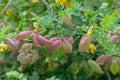 Bladder-senna Colutea arborescens puffy, bladder-shaped fruits