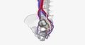 The bladder is supplied with oxygenated blood mainly by the superior and inferior vesical arteries