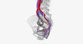 The bladder is supplied with oxygenated blood mainly by the superior and inferior vesical arteries