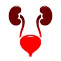 Bladder and urinary tract infection icon