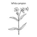 Bladder or white campion Silene latifolia , medicinal plant