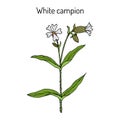 Bladder or white campion Silene latifolia , medicinal plant